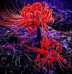  红色彼岸花，美丽而神秘的红色彼岸花花语--第1张