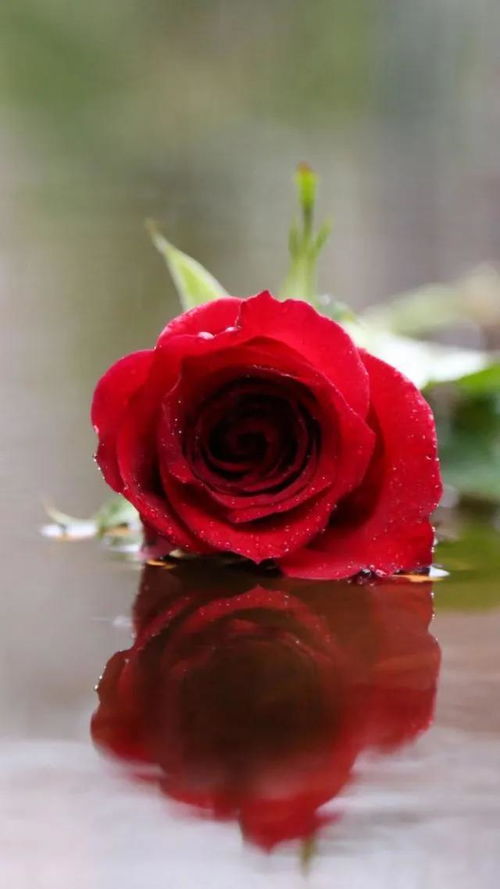  手拿玫瑰花图片，浪漫与情感的完美结合，玫瑰花之浪漫，手拿玫瑰花图片赏析--第1张