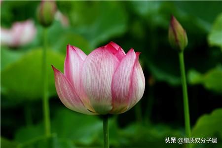  荷花寓意和象征--第1张