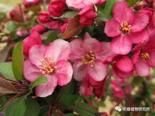  海棠花有几种，海棠花的种类繁多，常见的有，西府海棠、垂丝海棠、木瓜海棠、西蜀海棠、湖北海棠、四季海棠等。--第1张