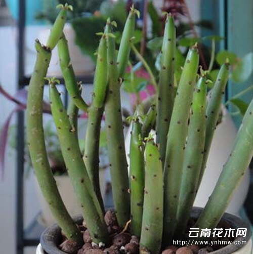  孝顺竹，竹类植物的一种--第1张