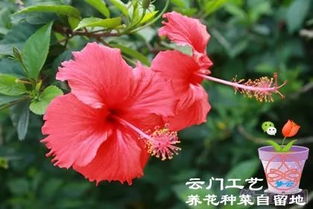  一年四季都盛开的花--第1张