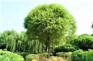  馒头柳图片，一种独特的城市风景线--第1张