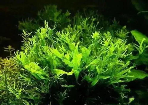  红丁香水草需要二氧化碳吗，红丁香水草需要二氧化碳。--第1张