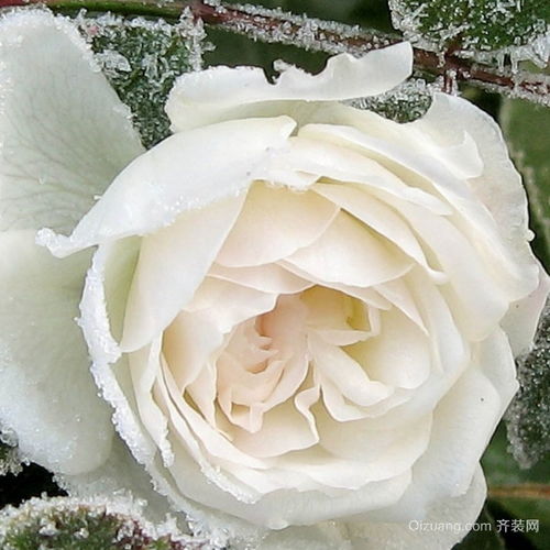  白玫瑰花的花语，白玫瑰的花语，纯洁、高贵、天真、尊敬、庄重。--第1张