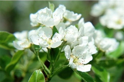  好听的花名和寓意，美好寓意的花名，玫瑰花--第1张