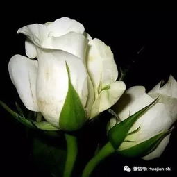  白玫瑰花的寓意——纯洁与美好的象征--第1张