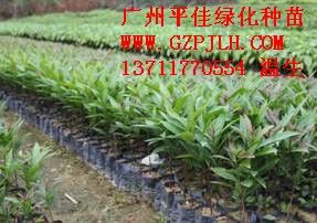 苗木品种大全——精选优质苗木品种推荐--第1张