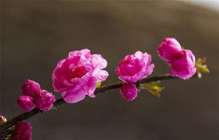  梅花象征意义及其成语，坚韧与高洁的象征，及其相关的成语--第1张