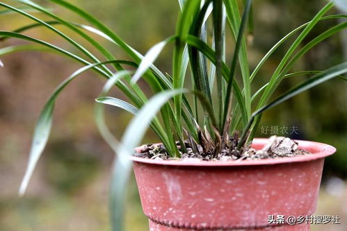  美人蕉几月份栽种好——种植指南与最佳时机--第1张