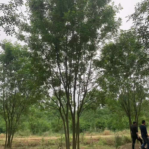  探索附近苗圃，寻找理想的树苗--第1张