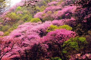  紫荆花之城——美丽的紫荆花市花之都，紫荆花之城，美丽的市花之都——美丽的紫荆花市--第1张