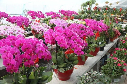  盆景花卉批发市场——花卉爱好者的天堂，盆景花卉批发市场，花卉爱好者的天堂--第1张