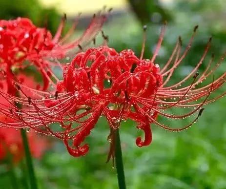  彼岸花的故事，彼岸花传说，生死之恋的美丽传说--第1张