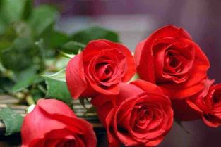 玫瑰花语，4朵玫瑰花代表比较强烈，玫瑰花语，四朵玫瑰花，表达强烈情感--第1张