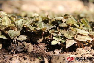  金线莲的种植方法和技术--第1张