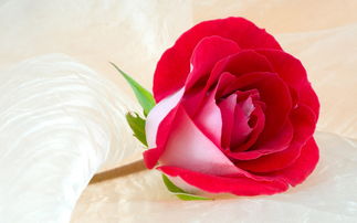  ，32朵玫瑰花的花语解读，32朵玫瑰花的花语，爱的承诺、无尽的爱、浪漫、爱你每一天、纯洁的爱、铭记于心、生活因你而精彩--第1张