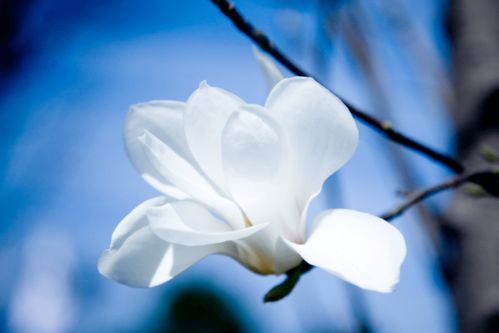  玉兰花的诗词，玉兰花诗，春日繁花照水新--第1张