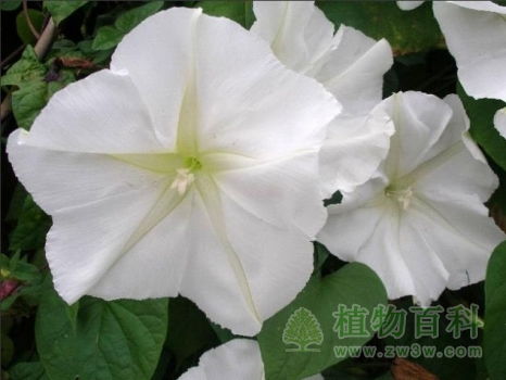  月光花的花语——月光下的神秘与浪漫--第1张