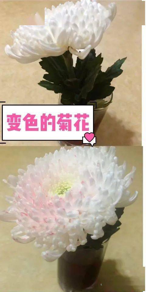  探索搜索鲜花的奇妙世界--第1张