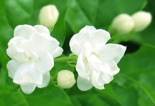  探寻茉莉的魅力，一朵花的诗与远方，探寻茉莉的魅力，诗意的花与远方的旅程--第1张