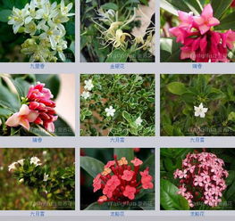  百种花的名字--第1张