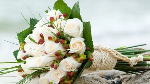  花语白玫瑰，白玫瑰的花语，纯洁、高贵、天真、纯洁的爱情。--第1张