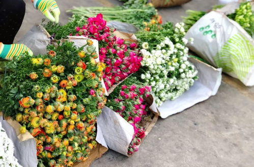  五彩斑斓的鲜花世界——各种鲜花的名字，五彩斑斓的鲜花世界，各种鲜花的名字--第1张