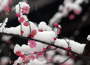  梅花的外形特征描写，梅花之形，傲骨之美--第1张