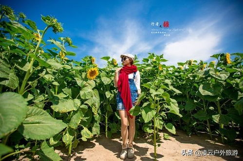  太阳花种子图片，绽放生命之花，太阳花种子，绽放生命之花--第1张