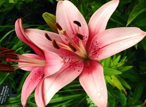 百合花中的浪漫，9朵百合花代表的含义--第1张