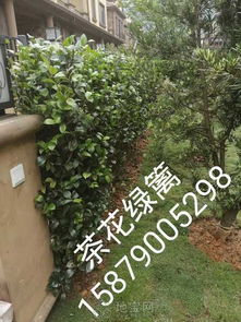  园林绿化哪里有的卖，专业园林绿化苗木供应，满足您的园林需求--第1张