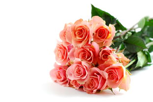 玫瑰花语大全及寓意，玫瑰花语大全，玫瑰花寓意及花语含义--第1张