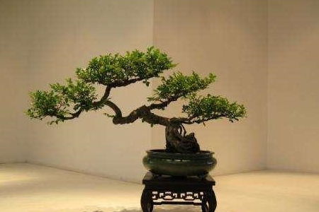  客厅盆景树种前十名--第1张