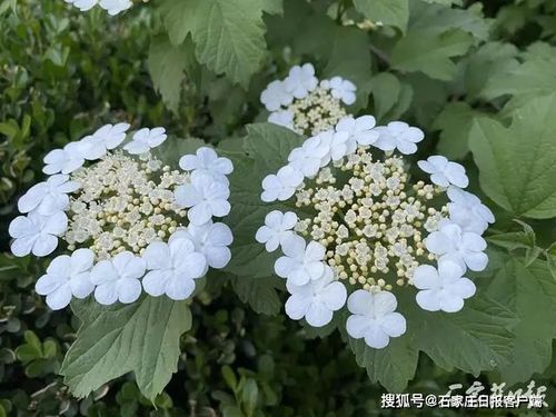  天目琼花的花语，美丽、永恒与纯洁的象征--第1张