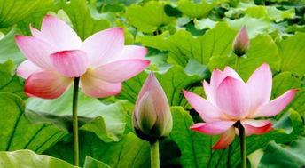  夏天有哪些花开，夏天有哪些花开之夏日花海盛宴--第1张