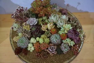  永生花，寓意永恒与美丽的生命之花--第1张