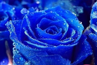  蓝色妖姬花的寓意——永恒的爱与承诺，蓝色妖姬花的寓意，永恒的爱与承诺--第1张