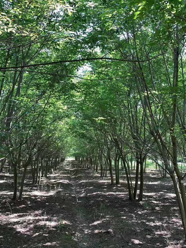  绿化苗木品种及价格表，绿化苗木品种及价格表，常见品种及市场行情--第1张