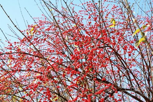  哈尔滨花卉大市场电话--第1张