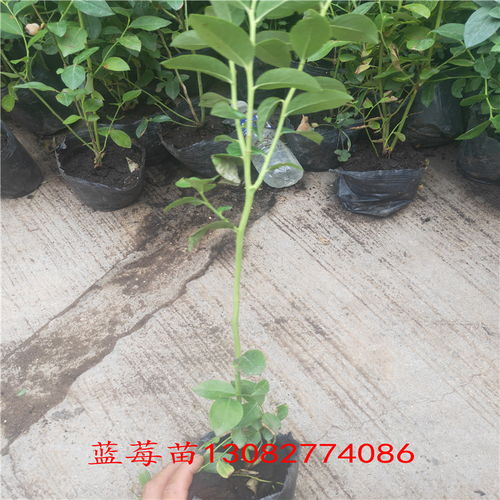  泰安苗木价格信息网，掌握市场动态，轻松选购优质苗木--第1张