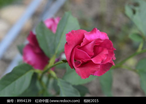  玫瑰花真实照片大图，一朵的魅力--第1张