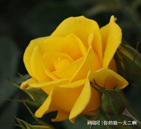  黄玫瑰的花语和寓意--第1张