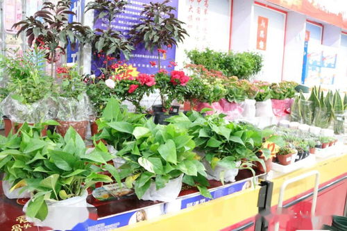  最近花店——为您的生活增添色彩--第1张