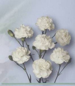  ，母亲节送花的寓意，母亲节送花的寓意，爱的表达--第1张