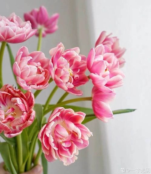  送给老师什么花最好合适？，送给老师鲜花，选择合适的花种建议--第1张