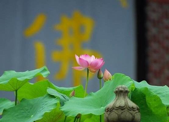  喜鹊和荷花的象征意义，喜鹊和荷花的象征意义，吉祥与纯洁的象征。--第1张