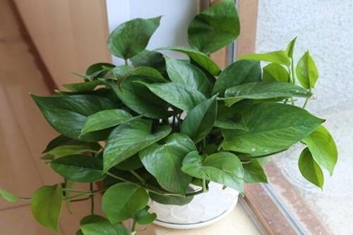  室内植物100种，室内绿植推荐，100种适合室内养殖的植物--第1张