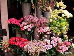  花店最便宜的花，花店最便宜的花是太阳花。--第1张