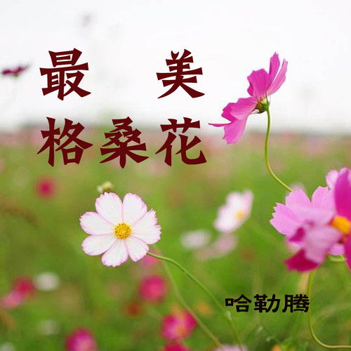  最美的花歌曲，最美的花之歌--第1张